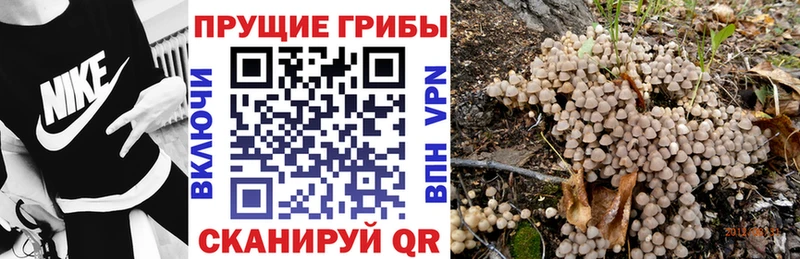 купить закладку  Любань  Галлюциногенные грибы Cubensis 